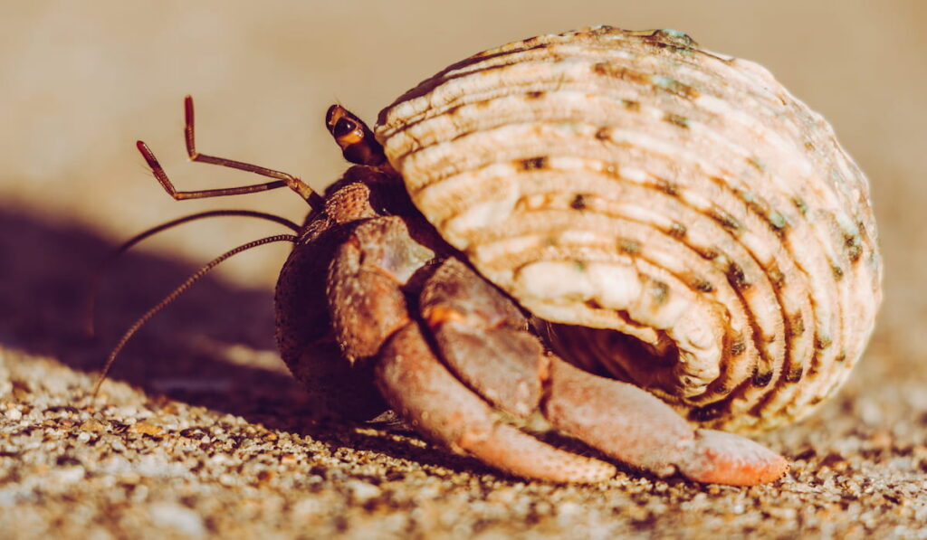 Hermit Crab on sand