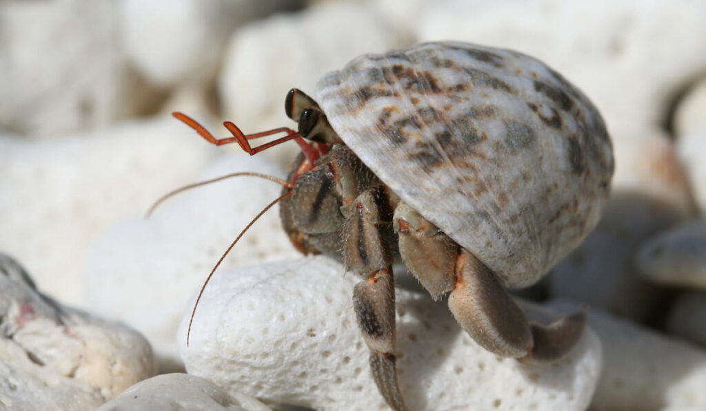 Hermit crab perched on a piece of coral