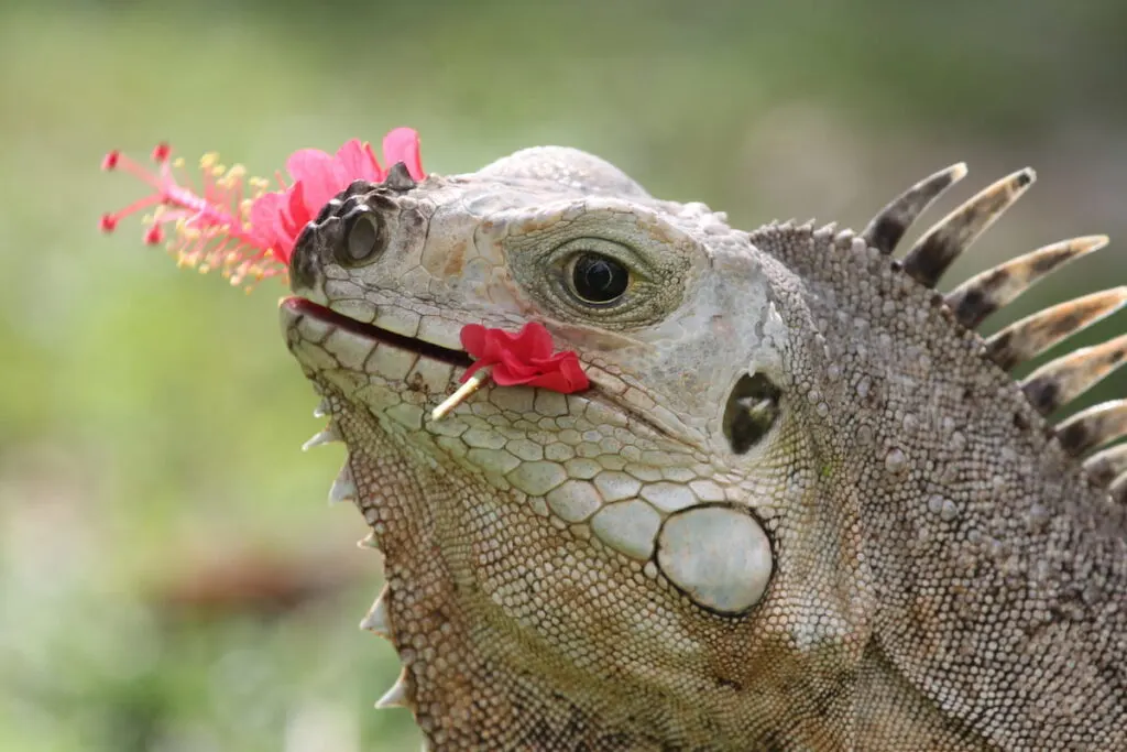 Iguana eating flower 