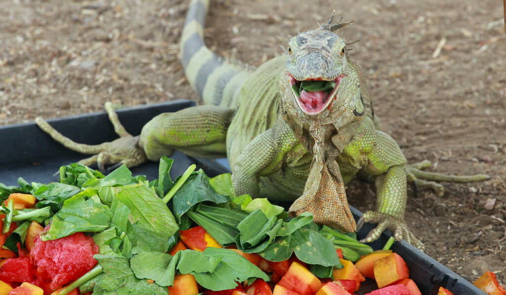 Iguana eating vegetables 