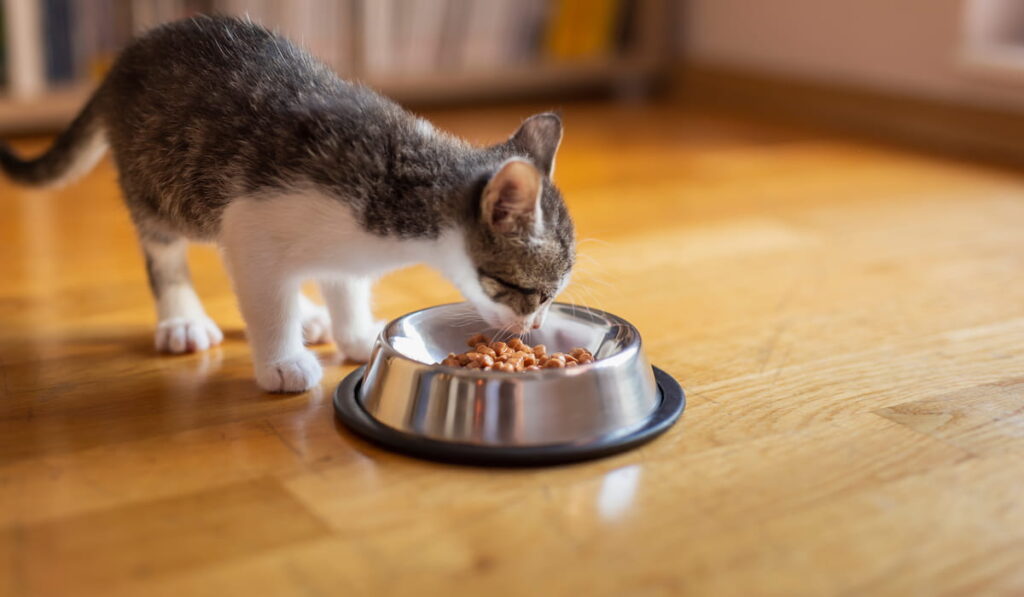 Kitten feeding from a bowl