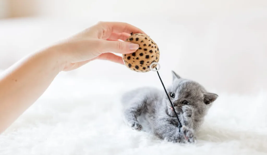 Kitten playing with a toy