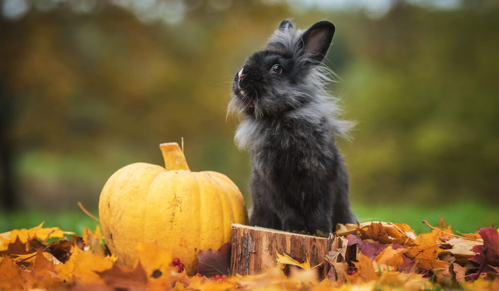 Little black rabbit with pumpkin