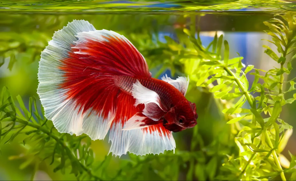 Multi color Siamese fighting fish