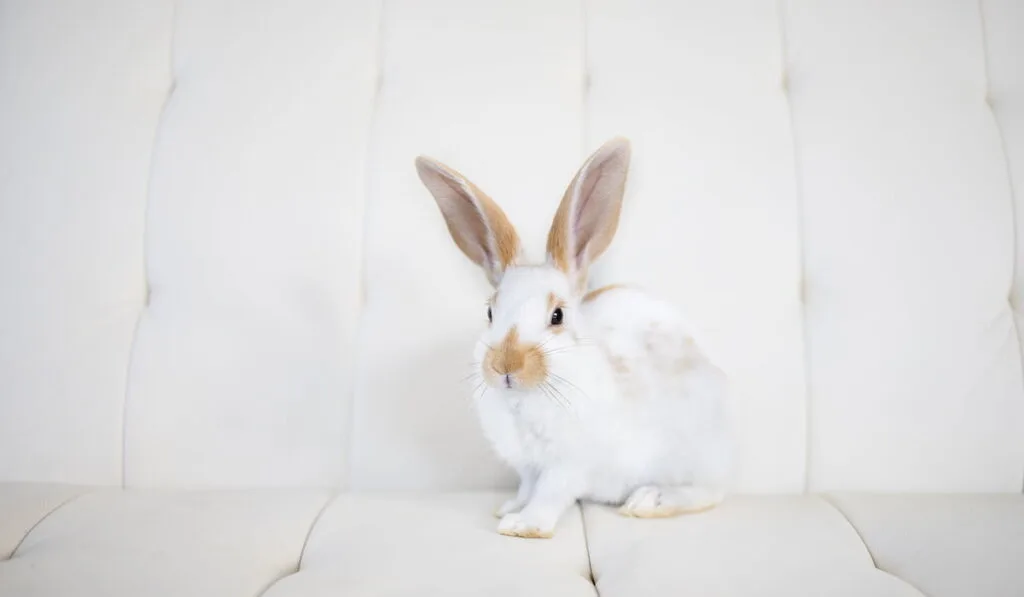 Pet Bunny on sofa