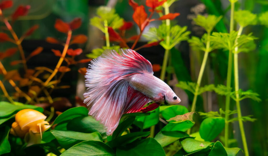 Pink Betta Fish in aquarium