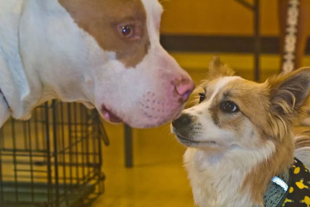 Pit bull and Corgi