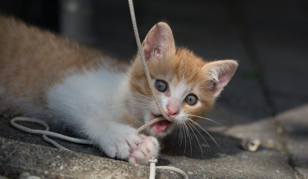 Playful ginger kitten