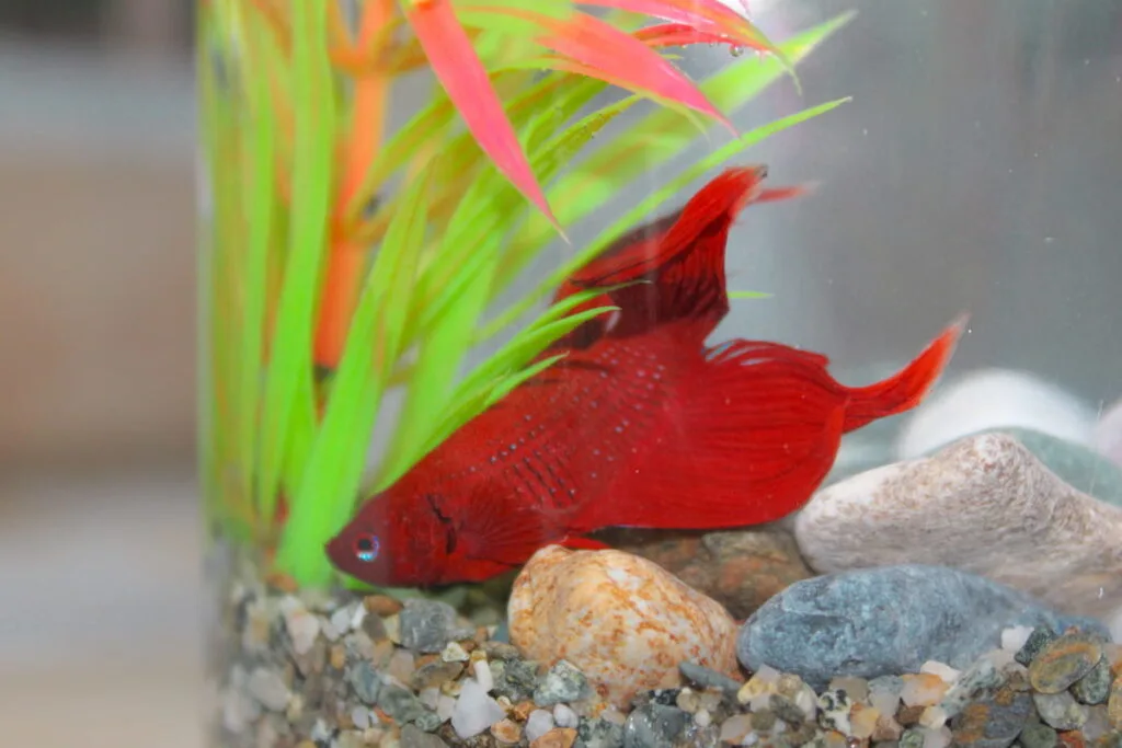 Red Betta Fish Veil Tail Breed