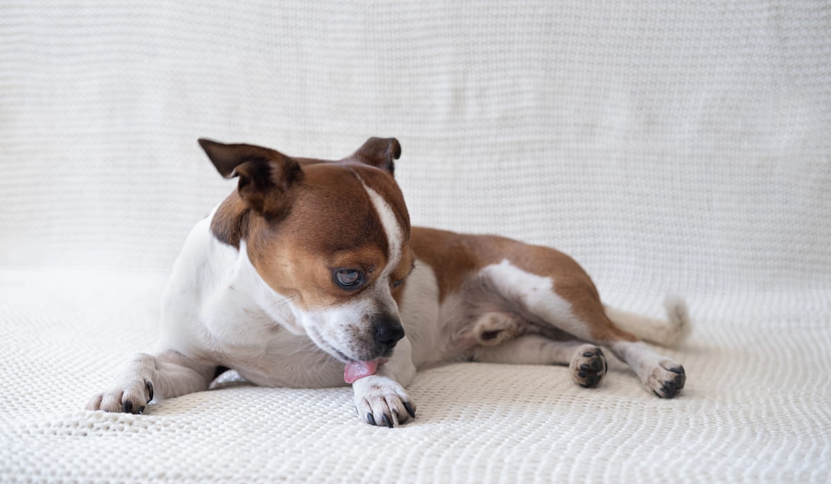 8 Reasons Why Your Dog Is Licking His Paws and What To Do About It A