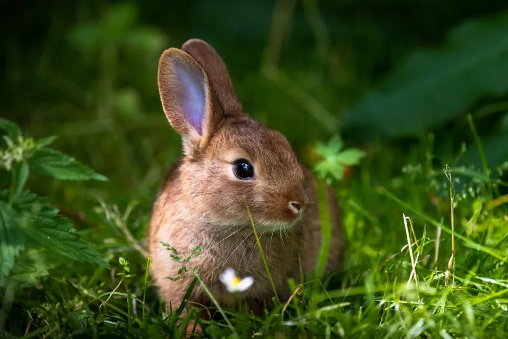 Spring baby rabbit or Easter rabbit