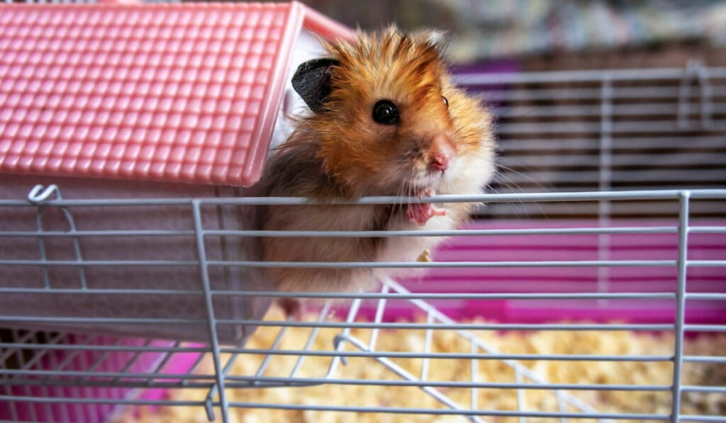 Syrian ginger hamster