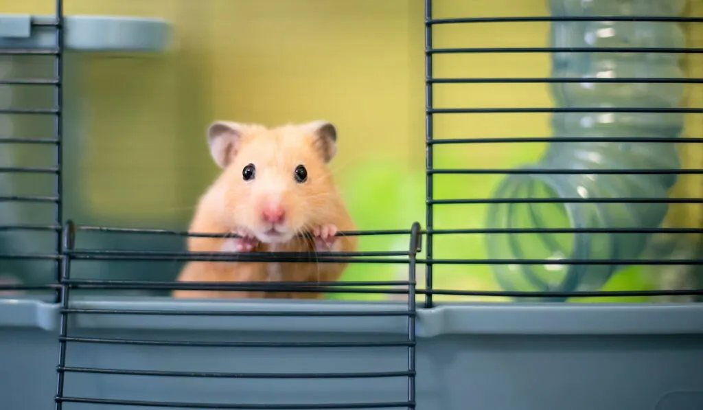 Syrian hamster peeking out of its cage