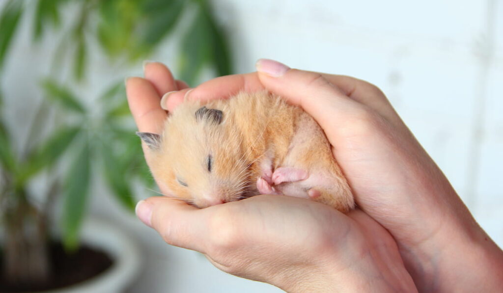 Syrian hamster sleeps