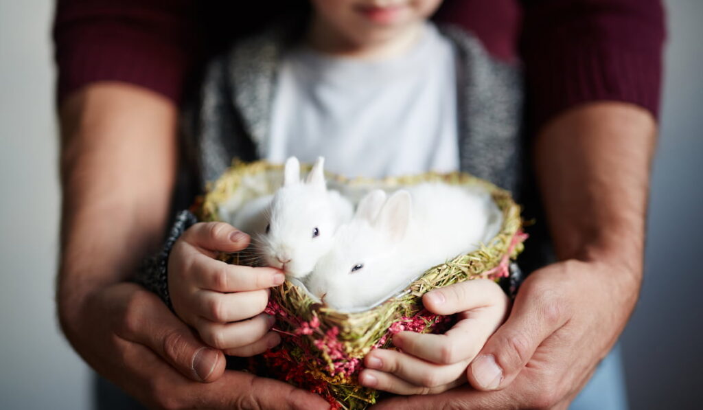Two cute rabbits in heart-shaped basket held by boy and his father 