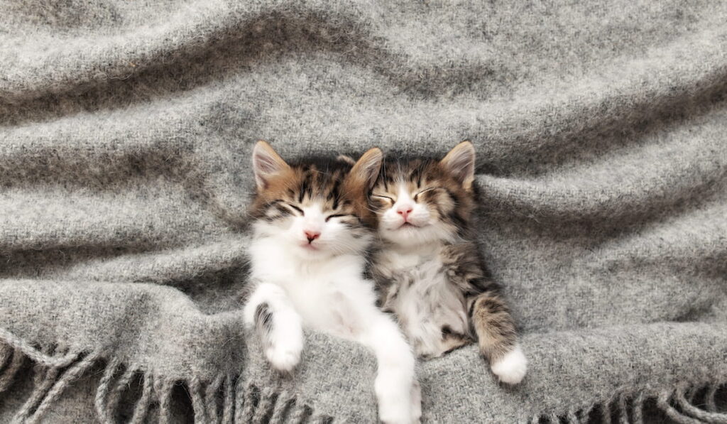 Two little kittens sleep