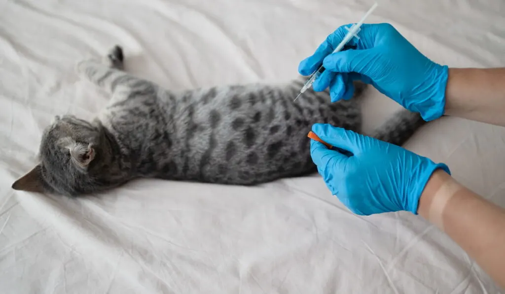 Veterinarian giving an injection to a kitten