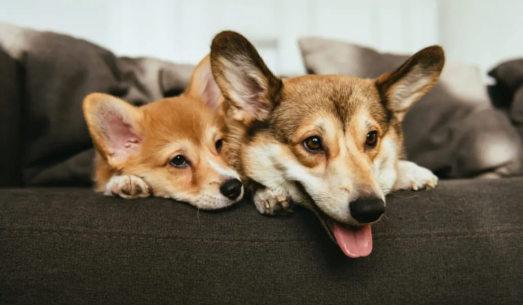 corgi dogs on sofa