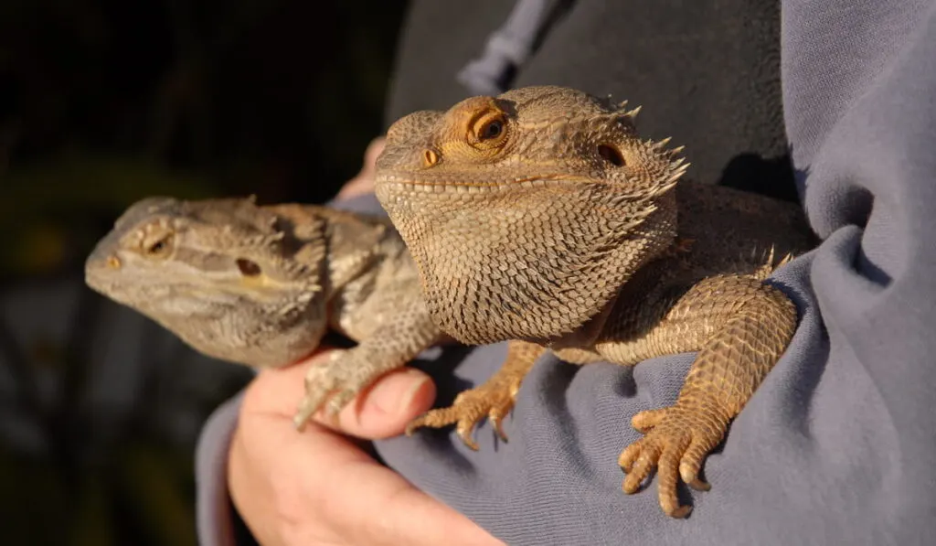 Woman holding two adult pet Bearded Dragons