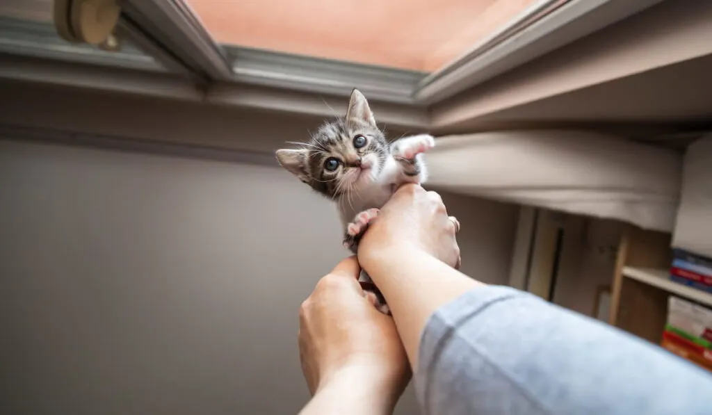 Woman playing with little kitten