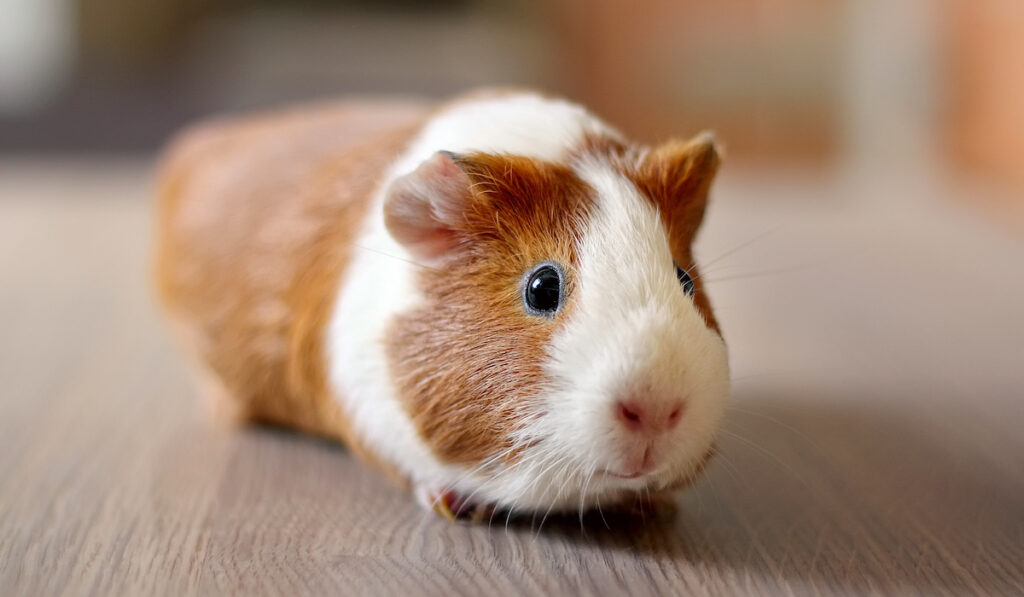 a guinea pig
