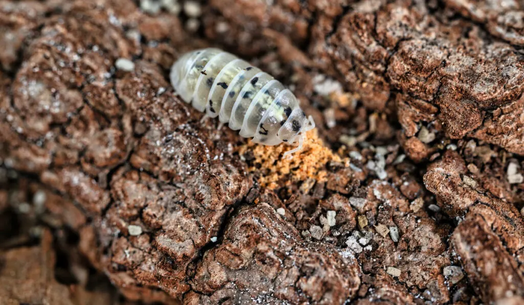 an isopod eating alone