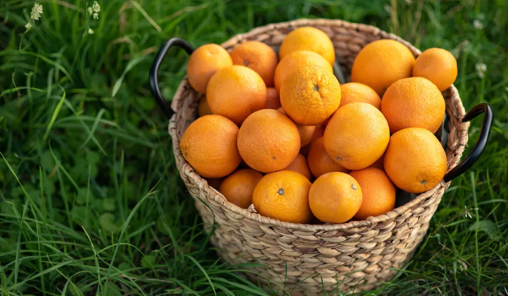 basket of fresh oranges