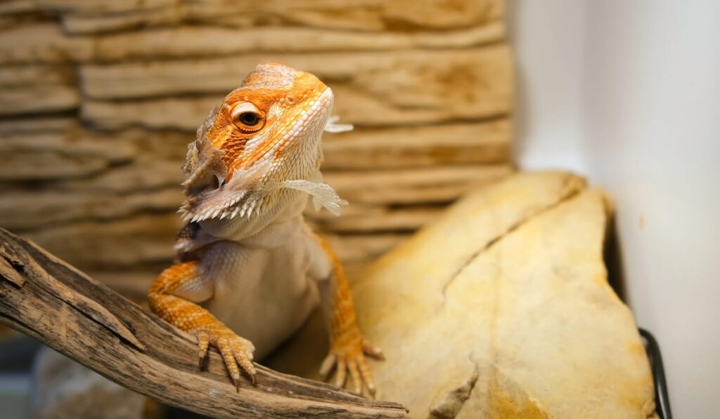 bearded agama dragon with shedding skin