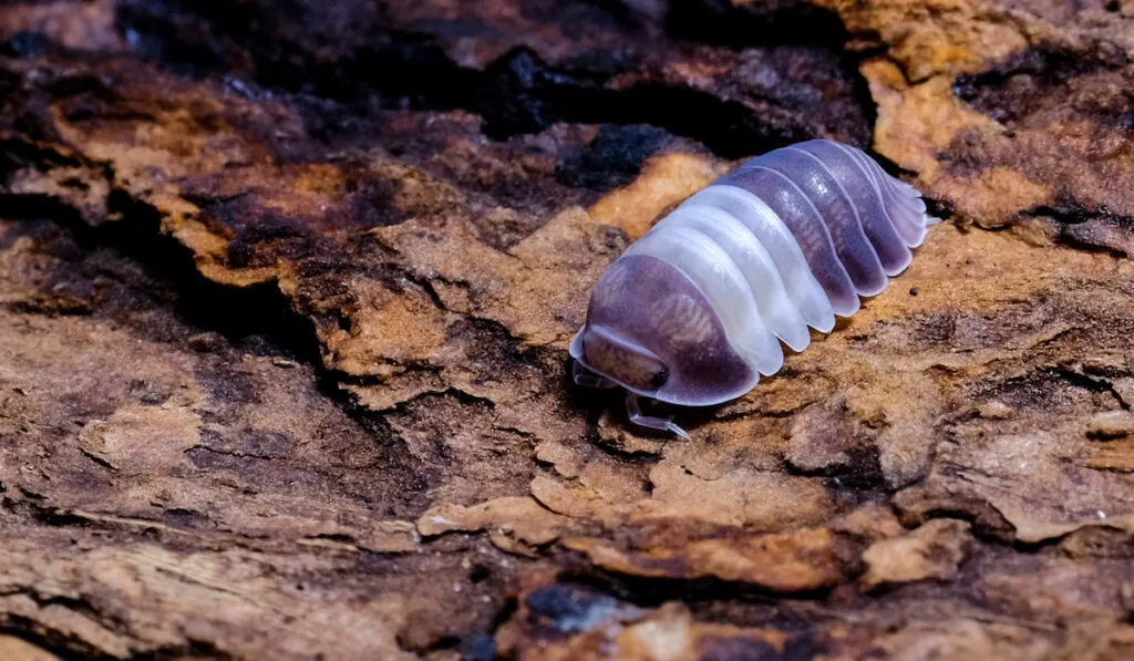 bluish colored isopod on wood