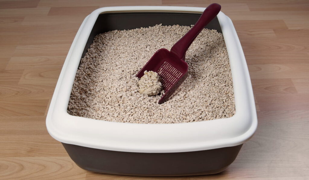 cat litter box with scoop