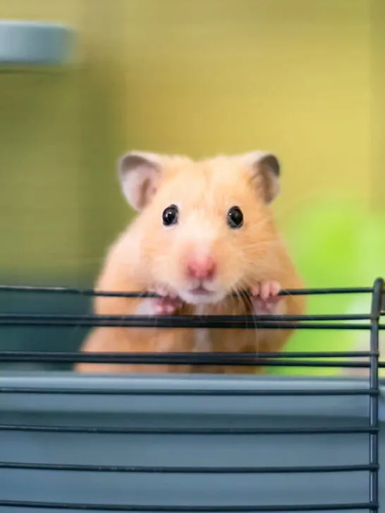 cropped-Syrian-hamster-peeking-out-of-its-cage-ee221026.jpg