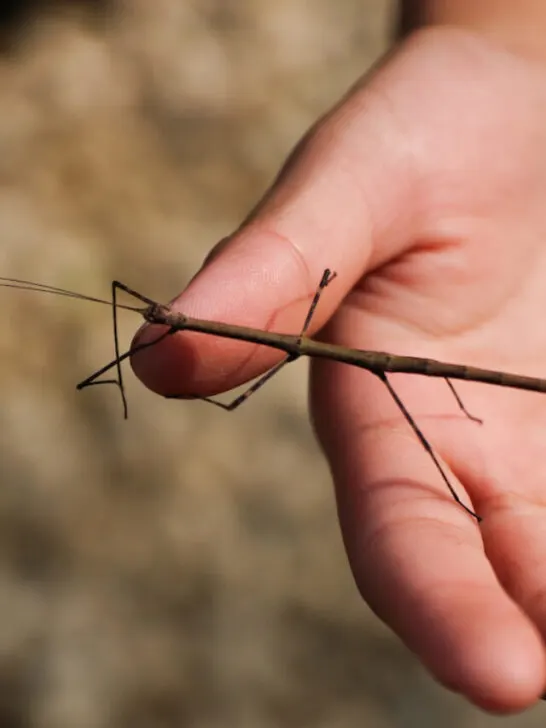 a stick insect on human hand