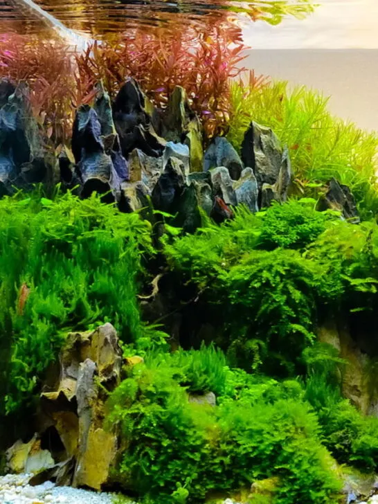 aquarium filled with plants