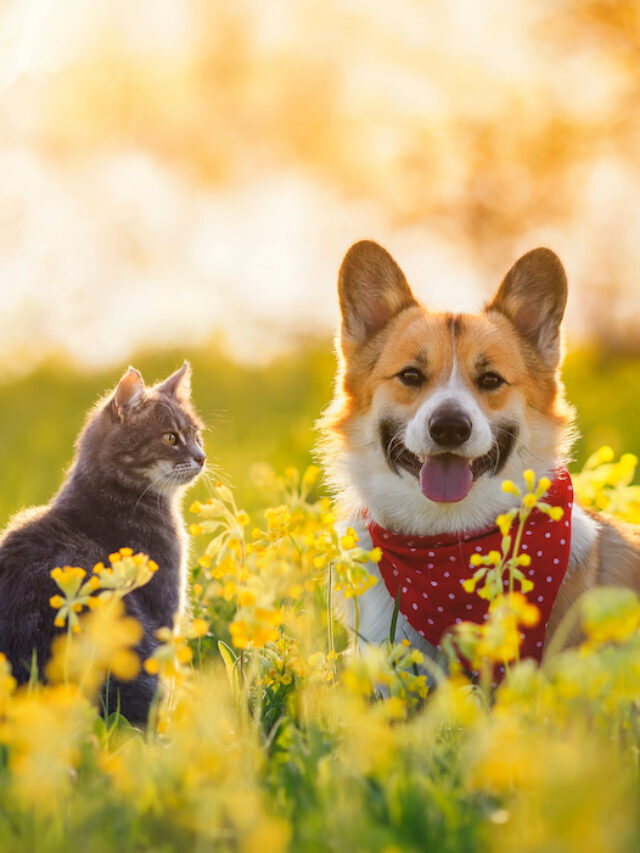 Can a Dog Get a Cat Pregnant?
