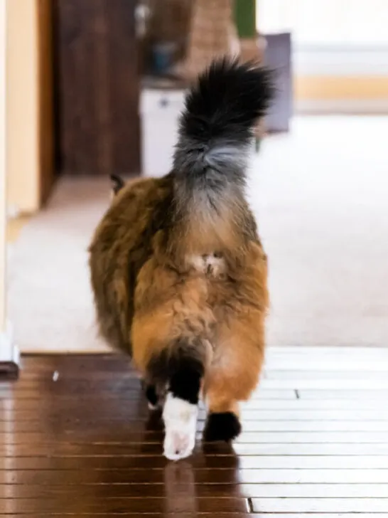 cat hind legs