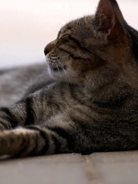cat laying down on pavement