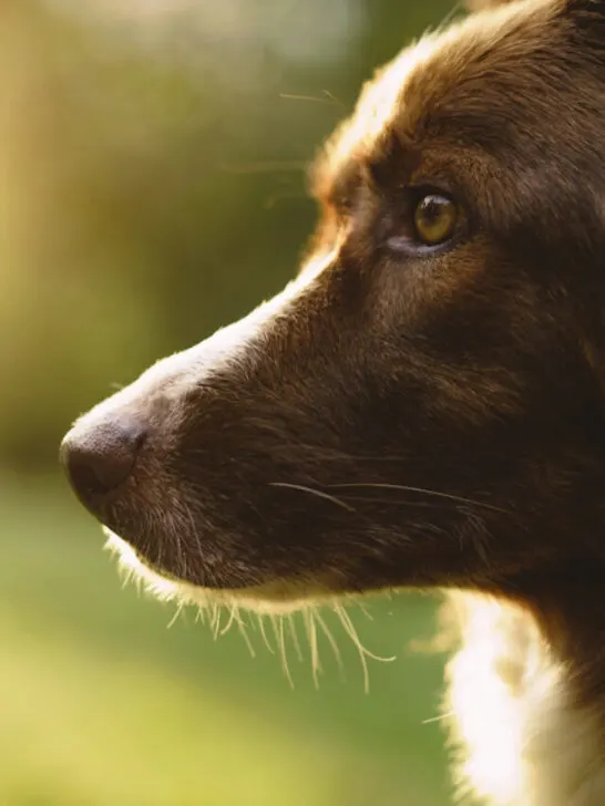 closeup of border collie in park