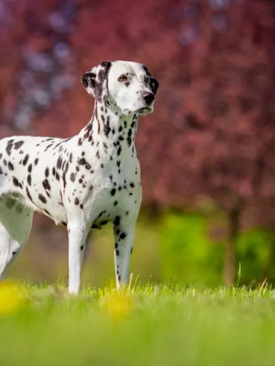 dalmatian on an open field