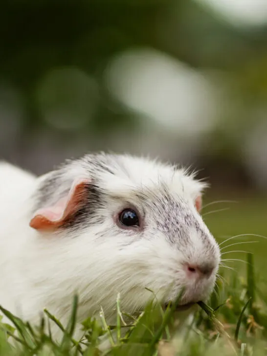 guinea pig gnawing on grass