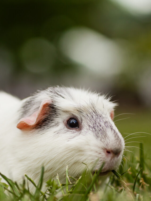 13 Types of Grass Guinea Pigs Can Eat 