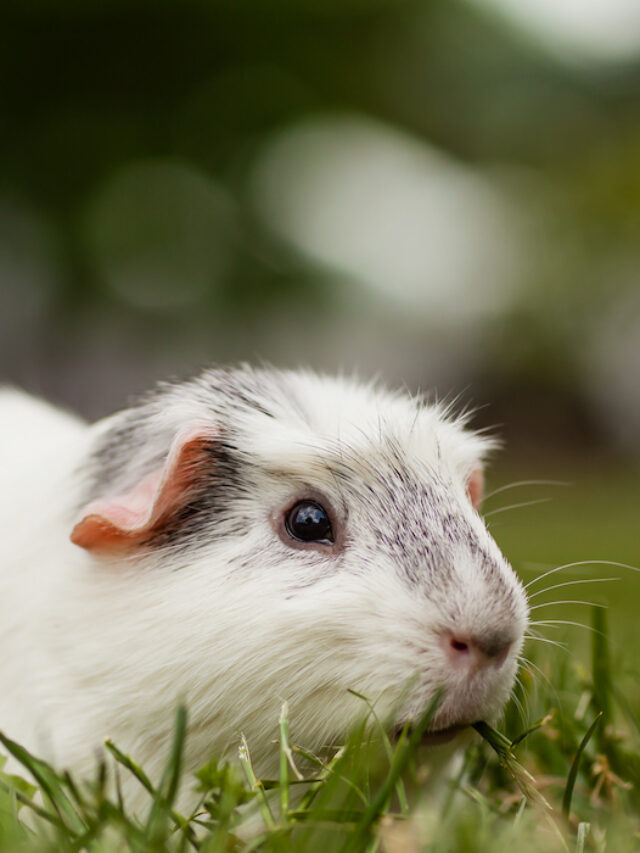 13 Types of Grass Guinea Pigs Can Eat A Few Good Pets