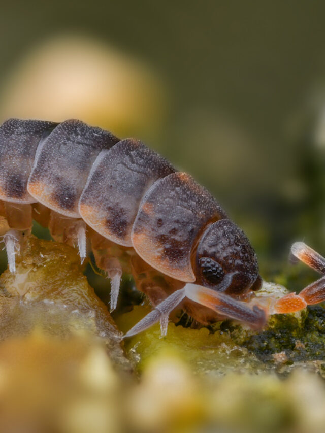 Do Isopods Eat Mold Read To Know A Few Good Pets do-isopods-eat-mold-read-to-know-a-few-good-pets