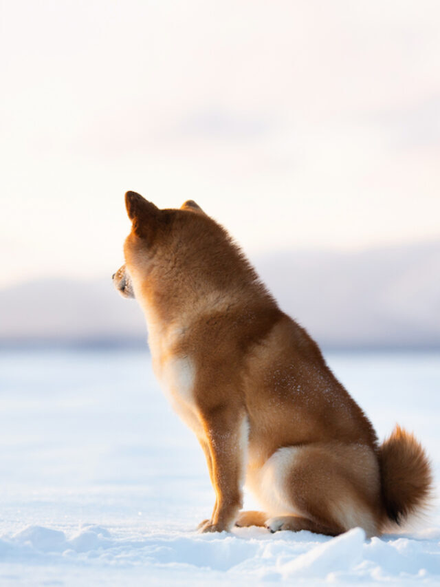 60+ Cute Japanese Food Names for Dogs
