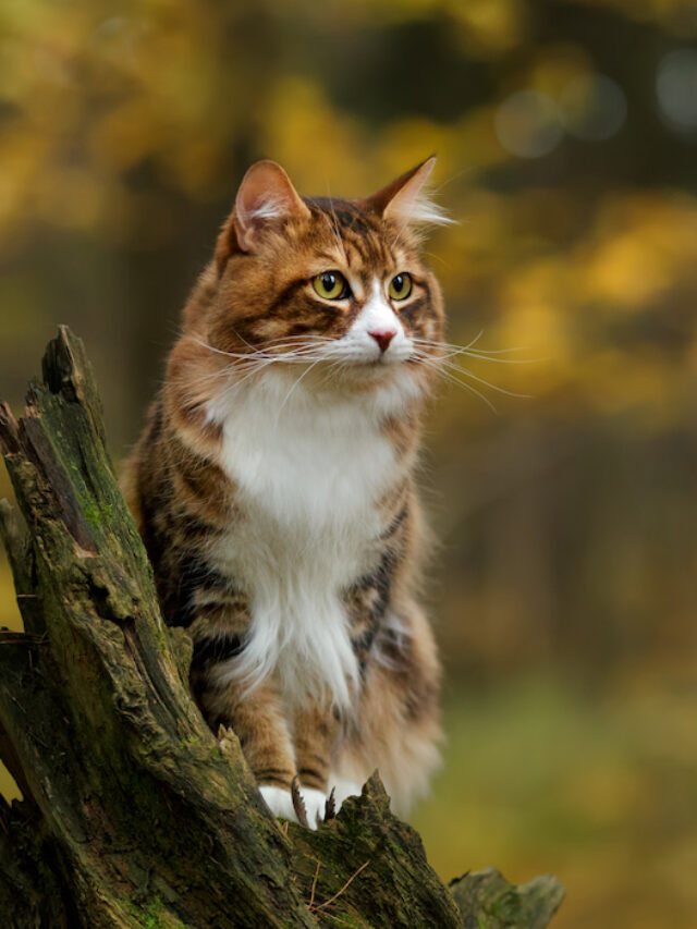17 Striped Cat Breeds