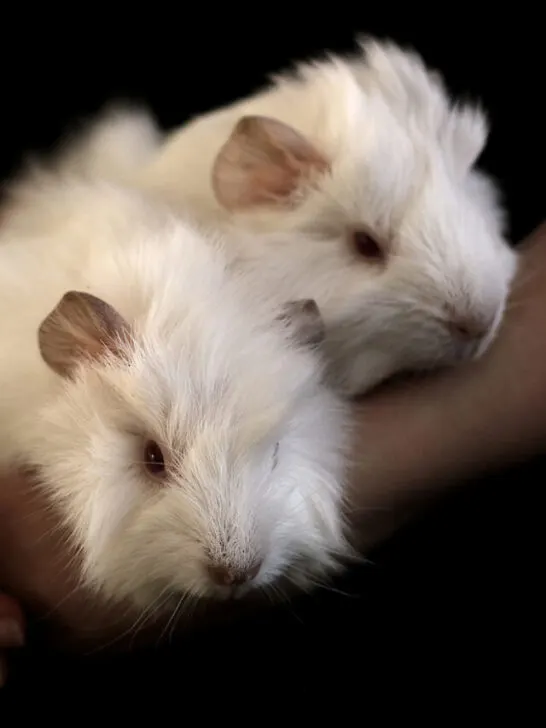 pair of albino guinea pigs - ss221001