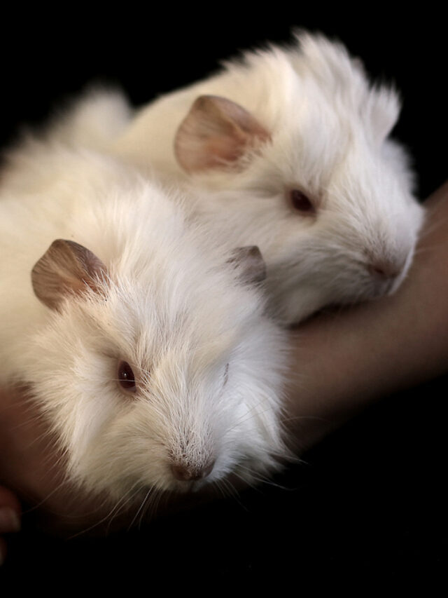 79+ Names for White and Albino Guinea Pigs