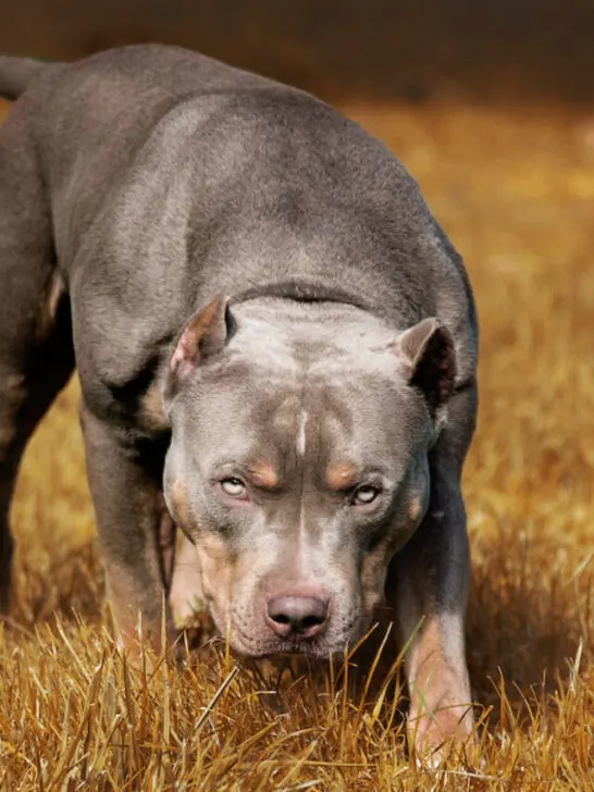 prowling pitbull