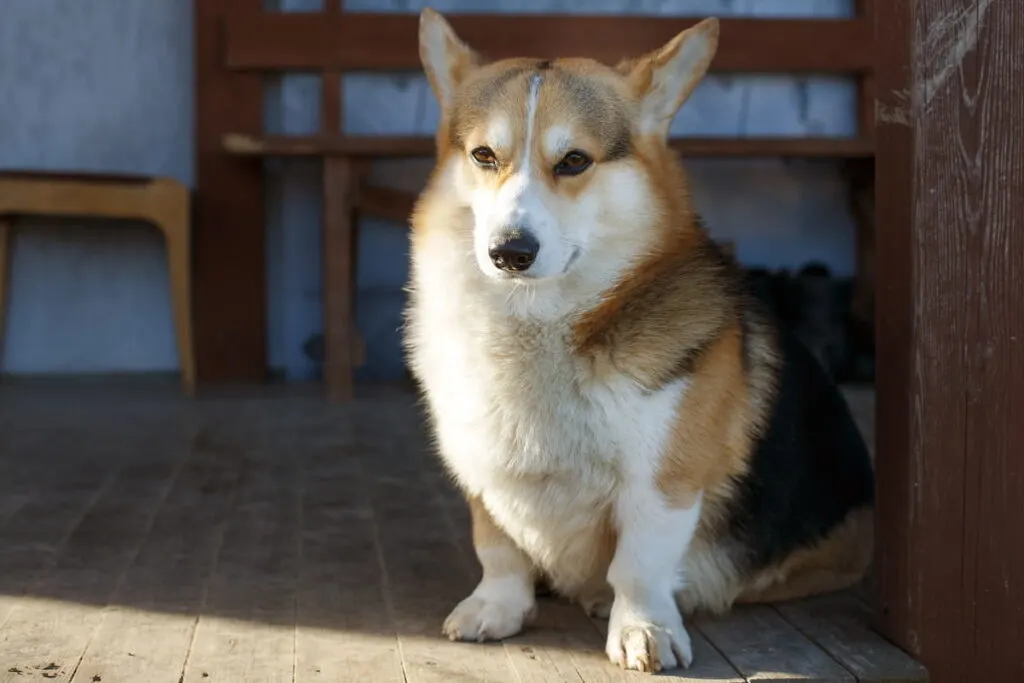 dog Welsh Corgi pembroke rests on the veranda