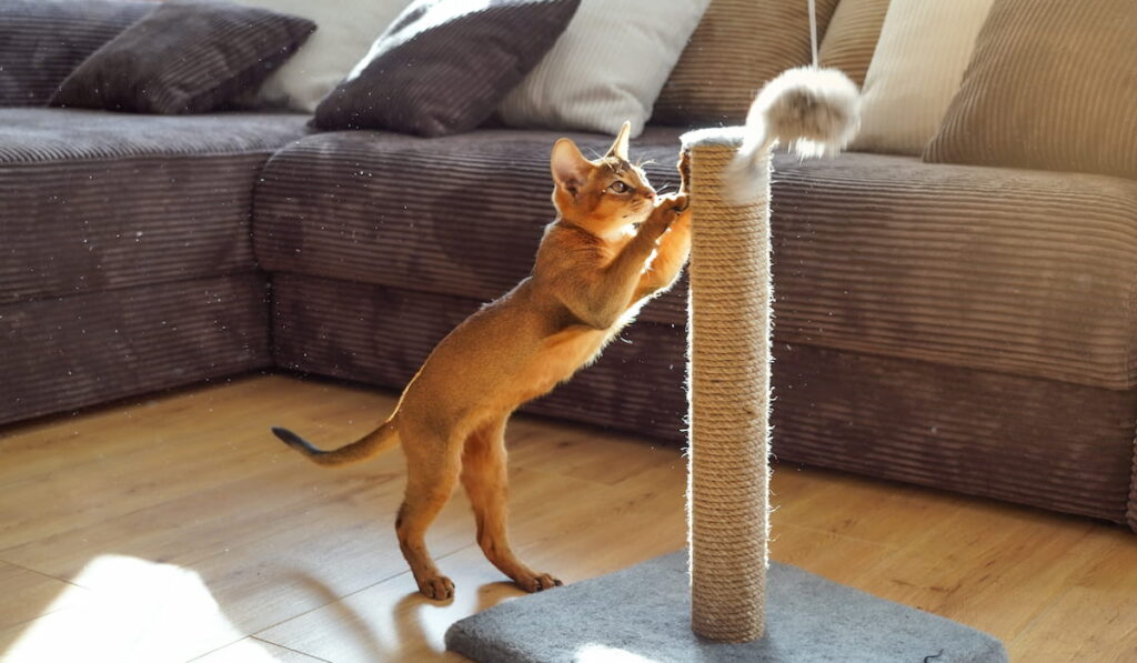 funny abyssinian kitten playing