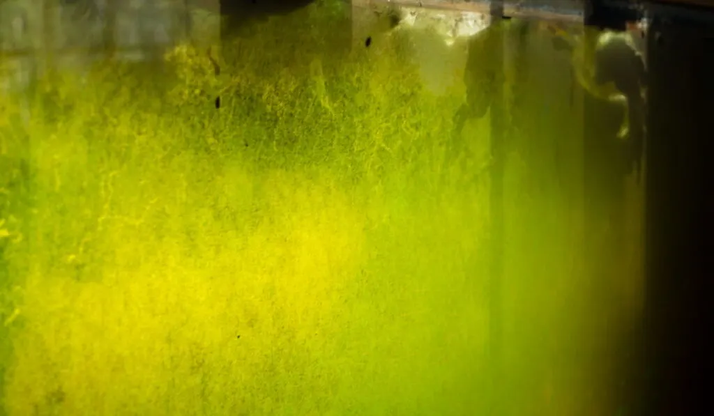 green and brown algae on the glass of a dirty fish tank